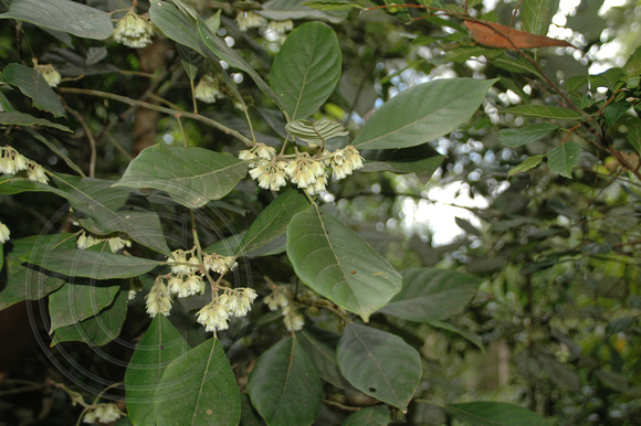 Elaeocarpus sedentarius- Minyon Quandong