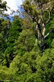 Callitris macleayana - Elenborough Falls, Elands, NSW