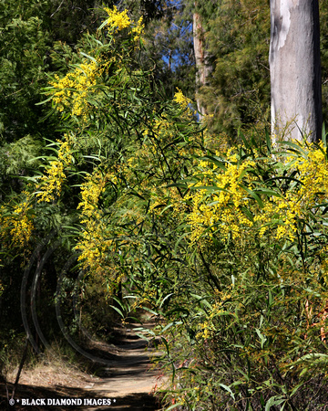 Acacia macradenia - Zig Zag Wattle - Blackdown Tableland,Central Queensland