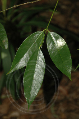 Phaleria Clerodendon
