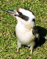 Dacelo novaeguineae - Kookaburra,Laughing Kookaburra