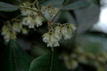 Elaeocarpus sedentarius- Minyon Quandong (4)