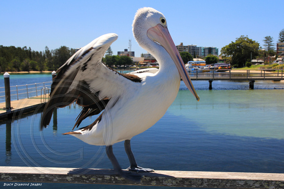 Pelecanus conspicillatus - Australian Pelican, Little St Baths, Forster, NSW