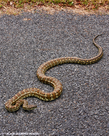 Morelia spilota mcdowelli - Eastern, Coastal or McDowell's Carpet Python - Tyalgum,NSW Australia