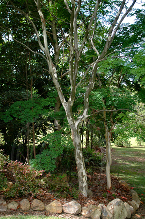 Libidibea ferrea - Leopardwood, Brazilian Ironwood