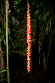Linospadix monostachyos (Linospadix monostachya) Walking Stick Palm - Booyong Nature Reserve