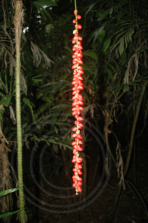 Linospadix monostachyos (Linospadix monostachya) Walking Stick Palm - Booyong Nature Reserve
