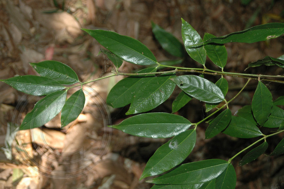 Phaleria Clerodendon (1)