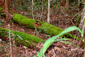 Mossy Logs
