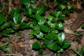 Peperomia glabrella - Cypress Peperomia