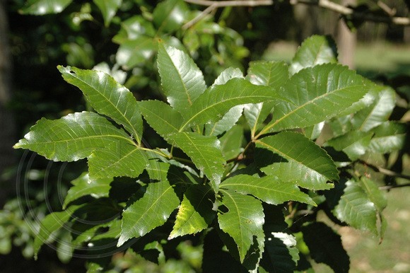 Pseudoweinmannia lachnocarpa
