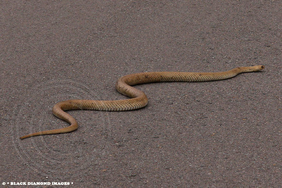 Approx 1.8m Eastern Brown Snake - Pseudonaja textilis - 22.9.2009