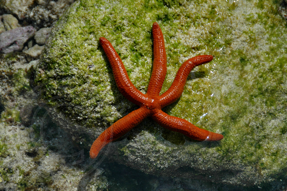 Ophidiaster confertus - Orange Sea Star - Neds Beach,Lord Howe Island,Australia