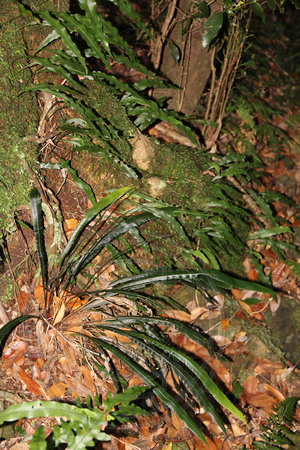 Blechnum patersonii subsp. patersonii - Strap Water Fern & Arthropteris tenella