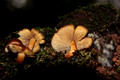 Hypholoma sp. - Honeysuckle Rest Area, Barrington Tops National Park, NSW