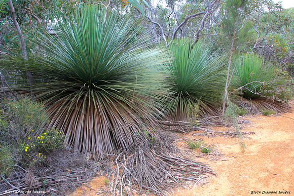 Xanthorrhoea semiplana subsp. tateana – Kangaroo Island Grass Tree or Tate’s Grass Tree, Kangaroo Island, South Australia