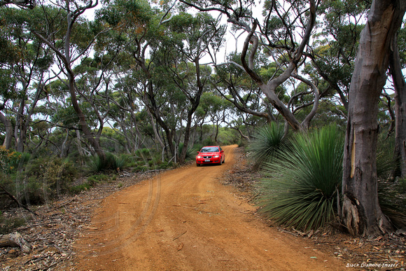 Eucalyptus cladocalyx, Sugar Gum, Flinders Chase National Park, Kangaroo Island, South Australia