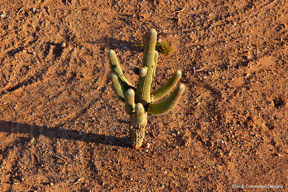 Sonoran Desert Cactus From Hot Air Balloon, Phoenix, Arizona