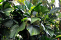Licuala grandis - Ruffled Fan Leaf Palm, Vanuatau Fan Palm, Palas Payung
