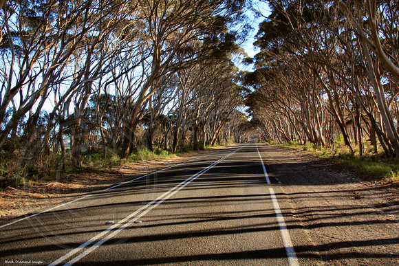 Thin Corridoor of Eucalyptus cladocalyx - Sugar Gum Trees On Road to Penneshaw from American River, Kangaroo Island, South Australia