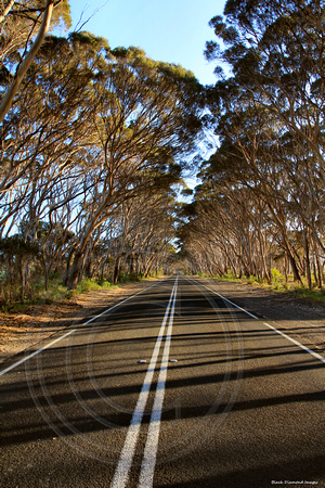 Thin Corridoor of Eucalyptus cladocalyx - Sugar Gum Trees On Road to Penneshaw from American River, Kangaroo Island, South Australia