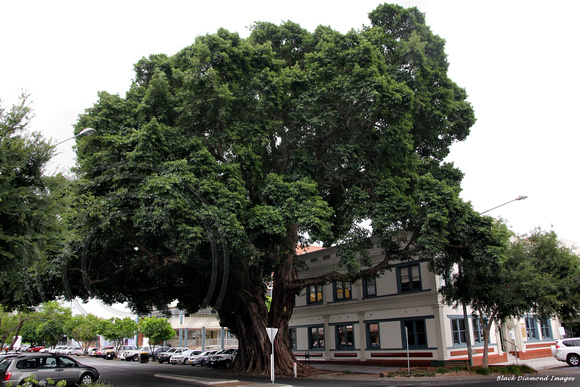 Ficus virens var. sublanceolata - Grafton NSW