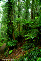 Subtropical Rainforest, Dorrigo National Park