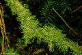 Unidentified Moss, Dorrigo National Park