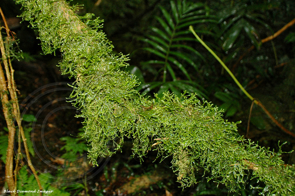 Unidentified Moss, Dorrigo National Park
