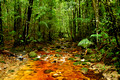 Starrs Creek Rainforest (Framed)