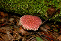 Pink Fungi97