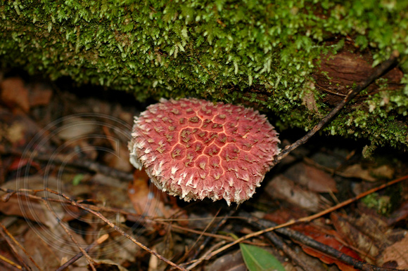 Pink Fungi97