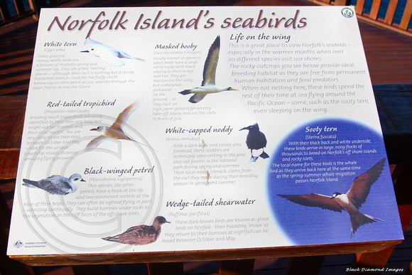 Norfolk Island Seagirds, Captain Cook Lookout, Norfolk National Park, Norfolk Island