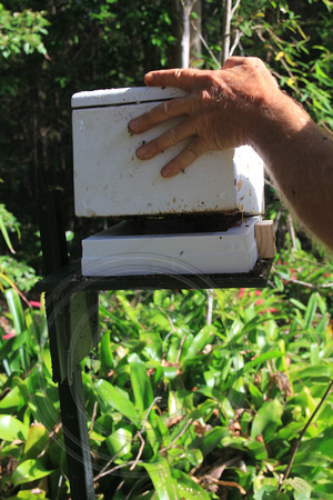 Splitting a Native Bee Hive - Raintrees Diamond Beach (12)