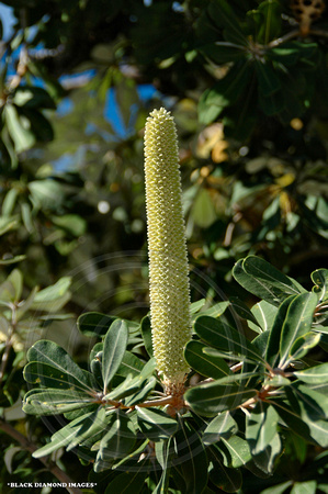 Banksia integrifolia subsp. integrifolia -South Head,Sydney