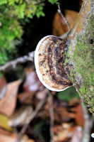 Fungi - Werrikimbe National Park