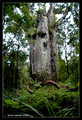 Waipoua Forest,Northland 18.4.2008