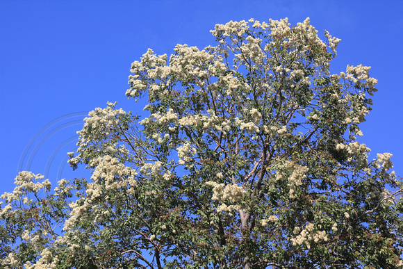 Corymbia torelliana - Cadaghi - Mt George, NSW