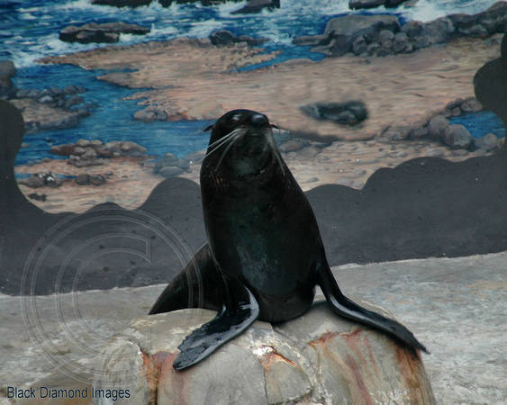 Seals-Taronga Zoo,Sydney