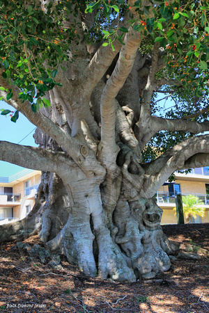 Massive Ficus obliqua - Small-leaved Fig -  Ehlefeldt Reserve, Little St, Forster, NSW