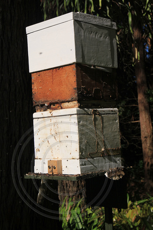 Splitting a Native Bee Hive - Raintrees Diamond Beach (13)