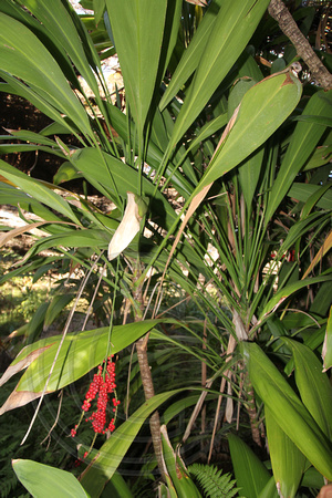 Cordyline petiolaris - Burrendong Botanic Gardens & Dam, Near Wellington, NSW,Australia