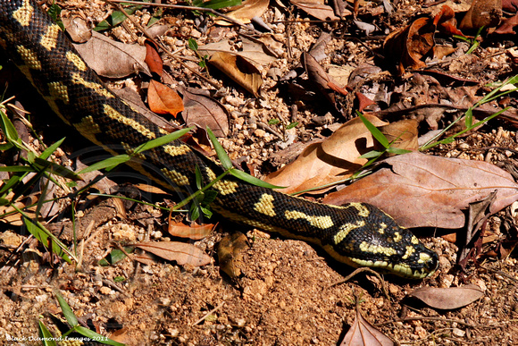 Morellia spilota-cheynyi - Jungle Carpet Python - Kauri Creek Rd, Lamb Range, Atherton Tableland, Queensland
