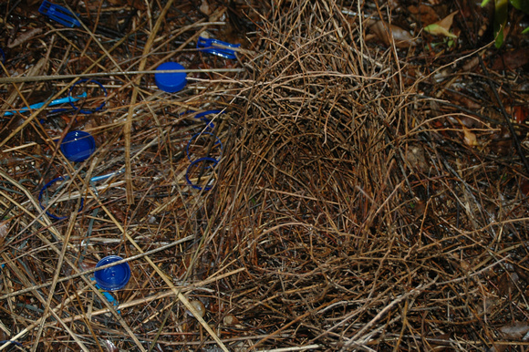 Satin Bower Bird Nest