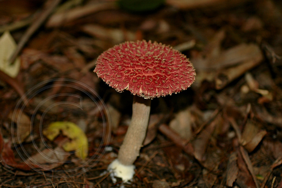 Pink Fungi77