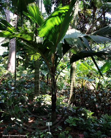 Phoenicophorium borsiglanum - Latanier Palm, Stevensonia Palm