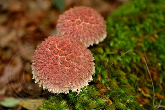 Pink Fungi95