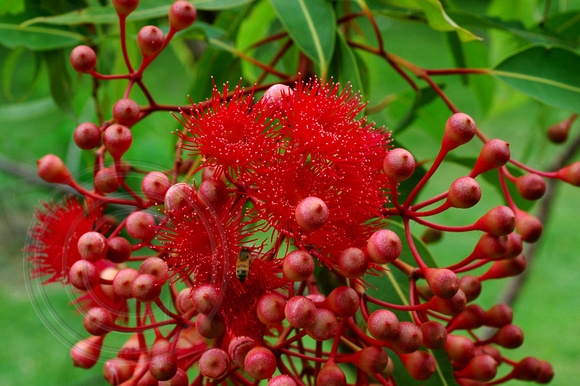 Corymbia 'Summer Red' - Corymbia ficifolia grafted x Euc ptycocarpa  Summer Red