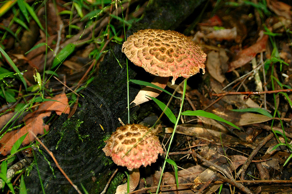 Pink Fungi45