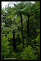 Waipoua Forest,Northland 18.4.2008